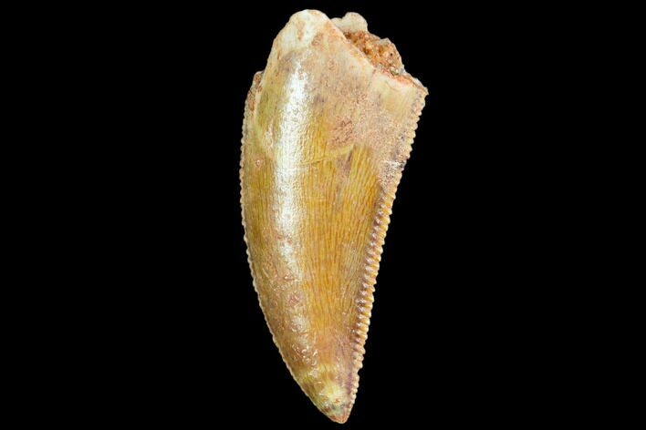Serrated, Raptor Tooth - Real Dinosaur Tooth #109489